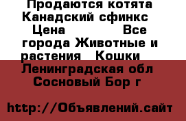 Продаются котята Канадский сфинкс › Цена ­ 15 000 - Все города Животные и растения » Кошки   . Ленинградская обл.,Сосновый Бор г.